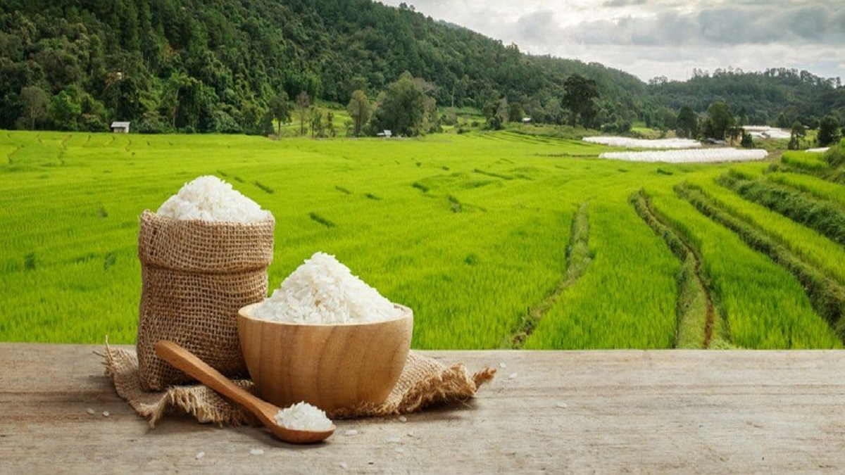 برنج شمال در انبارها چرا باید خاک بخورد؟