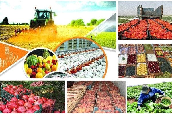 هزینه صادرات محصولات کشاورزی به اوراسیا کاهش یافت