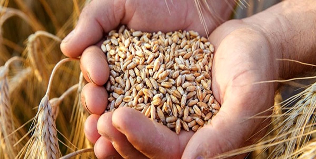 قیمت گندم ۲ هفته دیگر اصلاح می شود