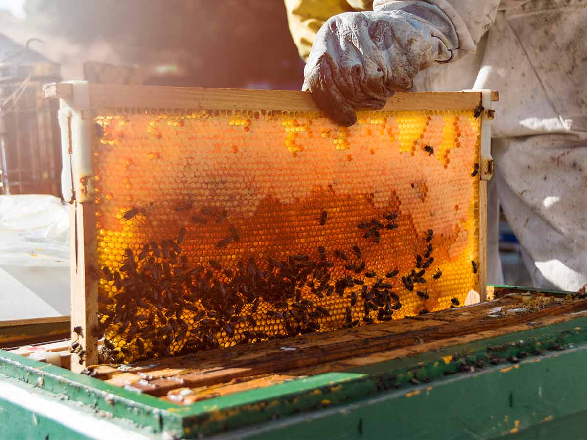 تخصیص ۵۸۵۰ میلیارد تومان اعتبار به زنبور داری پیشنهاد شد.