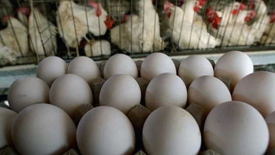 مرغداران در فروش هر کیلو تخم مرغ ۱۸ هزار تومان ضرر می کنند.
